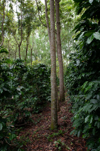 scegliere il caffè verde di montagna