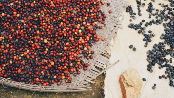 caffè verde da tostare a casa con lavorazione naturale