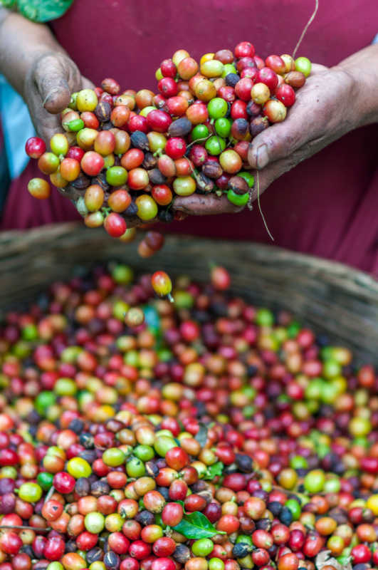 drupe di caffè