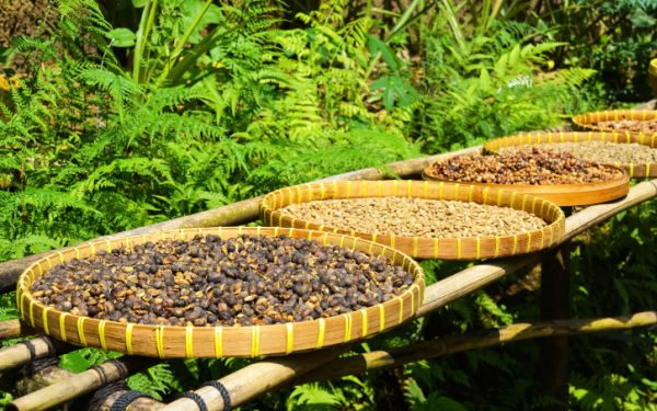 Varie lavorazioni del caffè